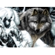 obrazek do haftu krzyżykiem - wilk